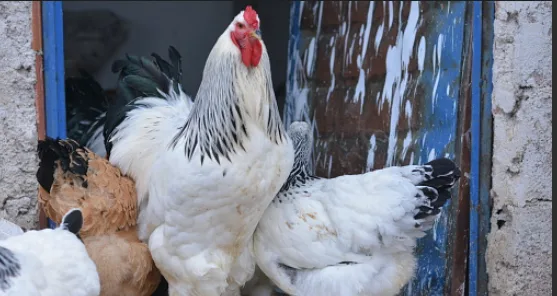 Brahma