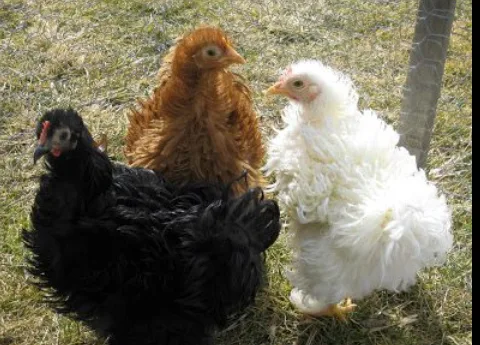 Frizzle Feather