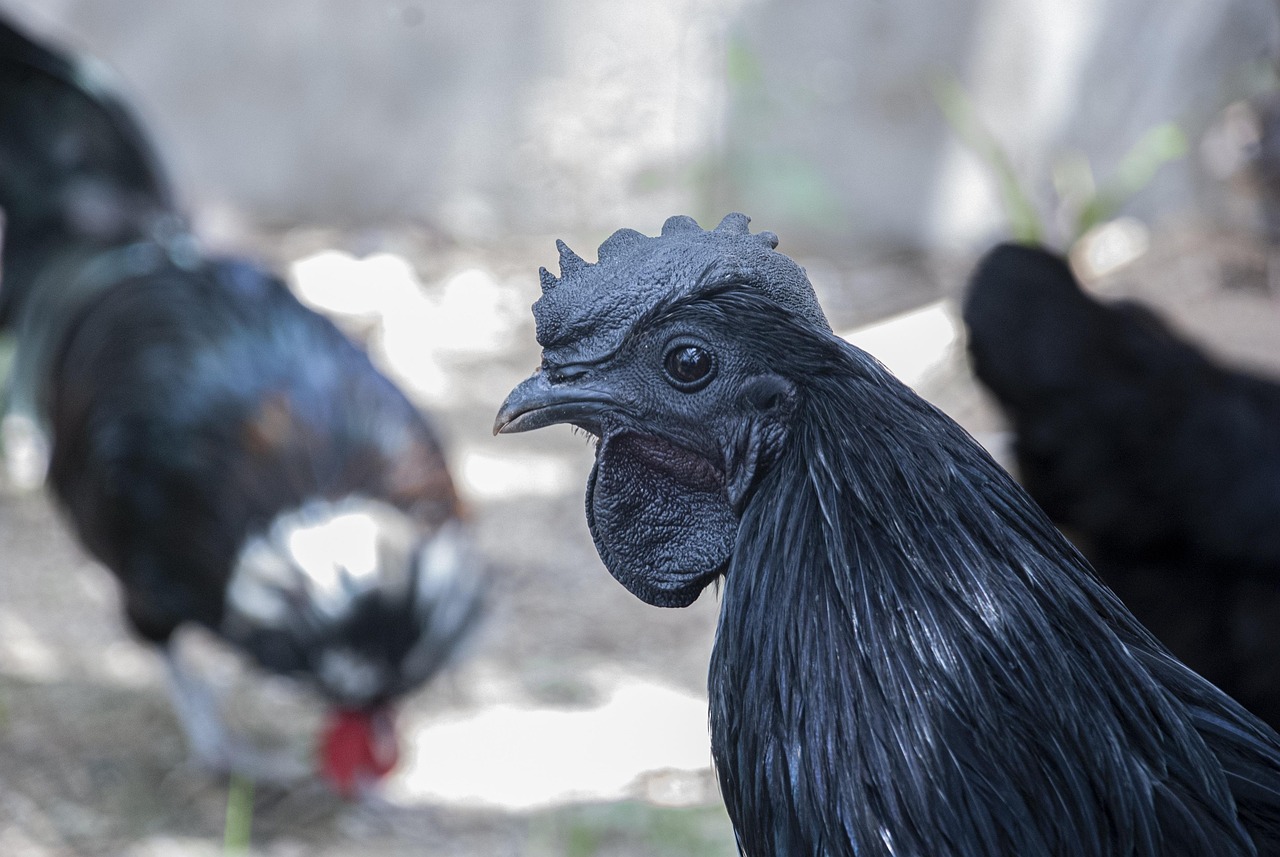 Kadaknath: the black-meat bird of central India