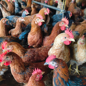 Free-range desi chicken raised on organic feed in a sustainable farm in Goa