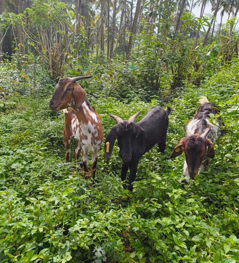 Goats feeding on natural, chemical-free grass at Alliance Street Organic Farms