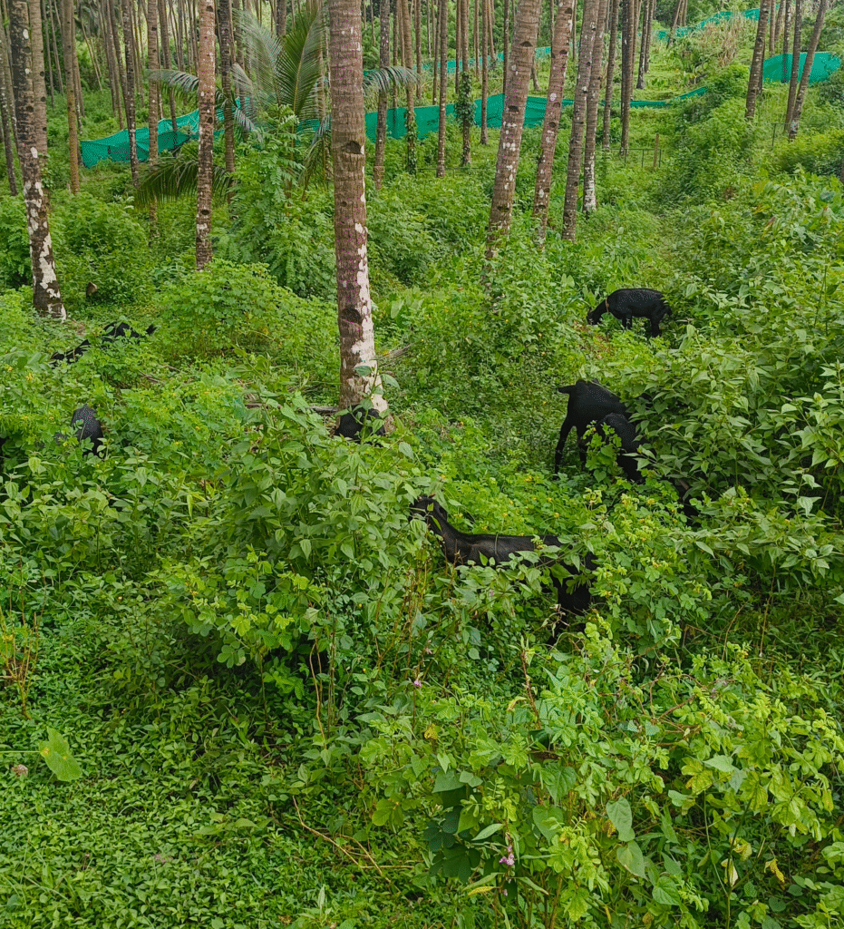 Free-range goats grazing on an organic farm in Goa