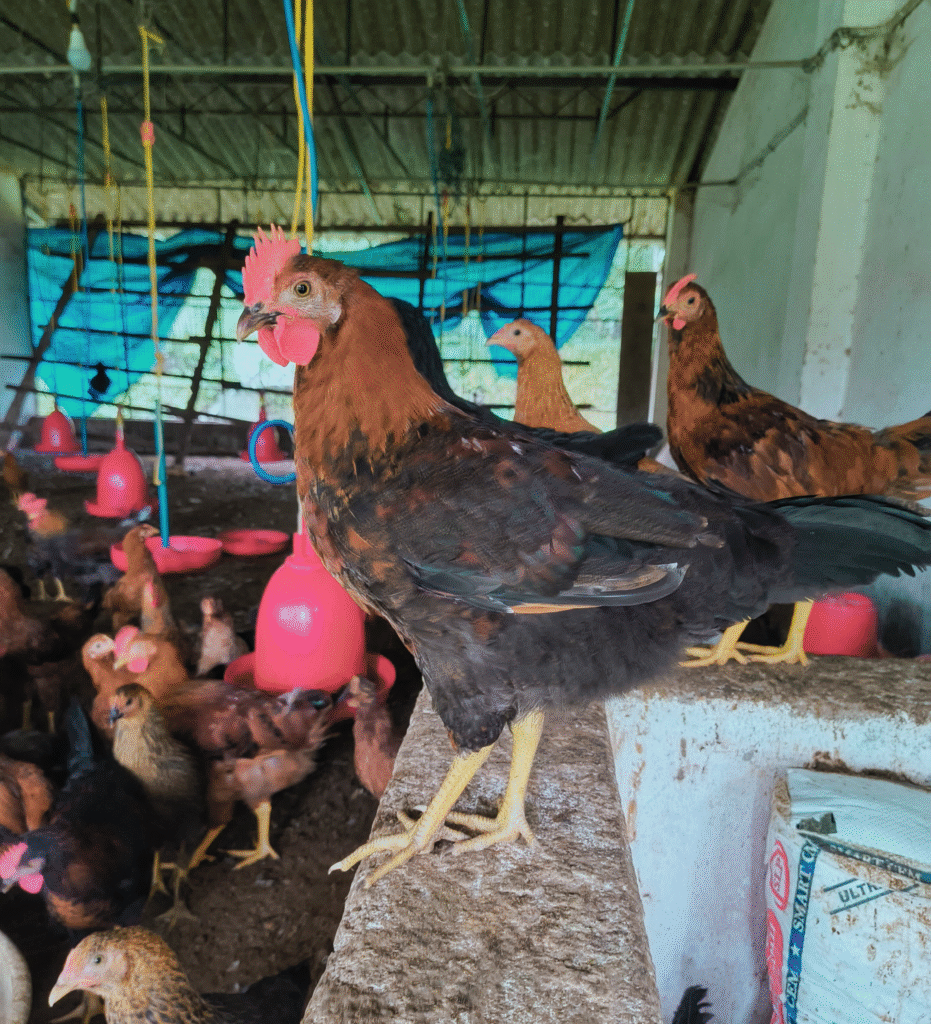 Close-up of a healthy desi chicken raised without antibiotics